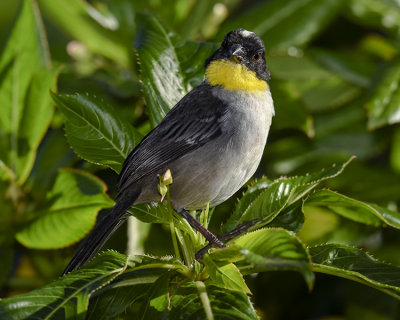 WHITE-NAPED BRUSH-FINCH