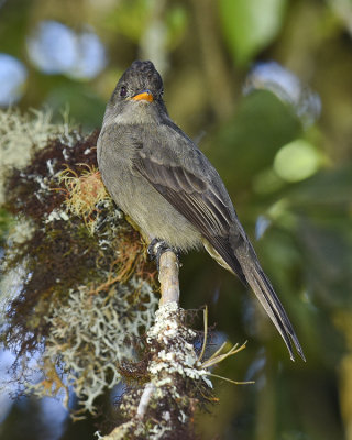 DARK PEWEE