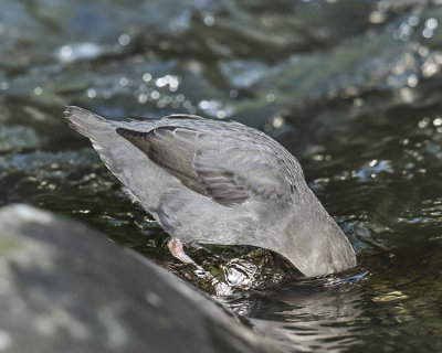 AMERICAN DIPPER