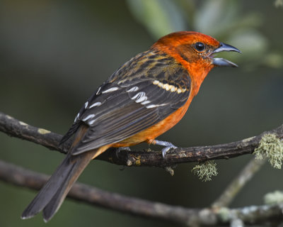 FLAME-COLORED TANAGER