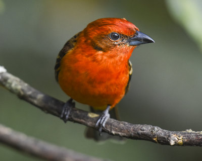 FLAME-COLORED TANAGER