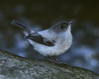 TORRENT TYRANNULET