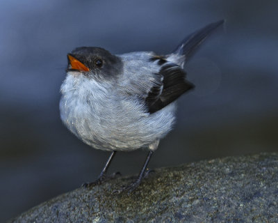 TORRENT TYRANNULET