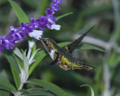 VOLCANO HUMMINGBIRD ♀