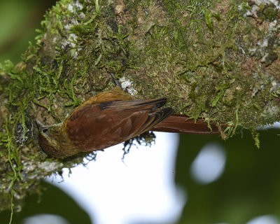 RUDDY TREERUNNER