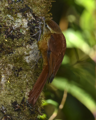 RUDDY TREERUNNER