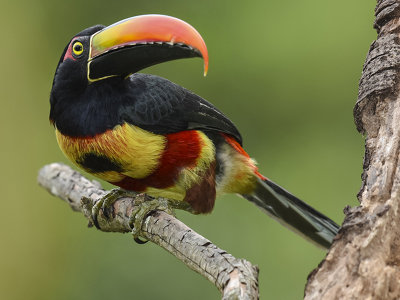 FIERY-BILLED ARACARI