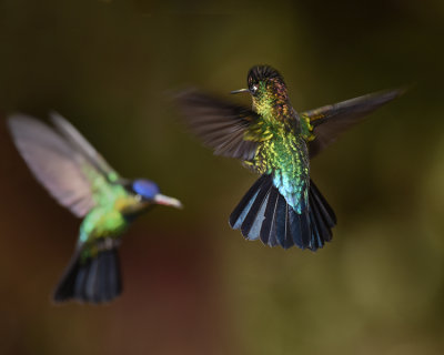 FIERY-THROATED HUMMINGBIRD