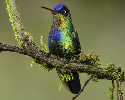 FIERY-THROATED HUMMINGBIRD