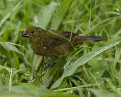 VARIABLE SEEDEATER ♀