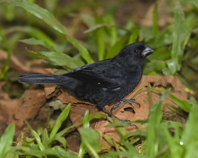 VARIABLE SEEDEATER ♂