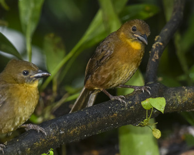 RED-THROATED ANT-TANAGER ♀