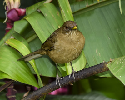 CLAY-COLORED THRUSH