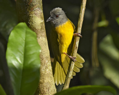 GRAY-HEADED TANAGER