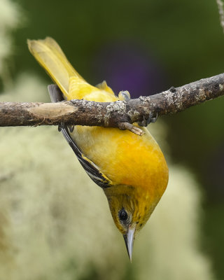 BALTIMORE ORIOLE ♀