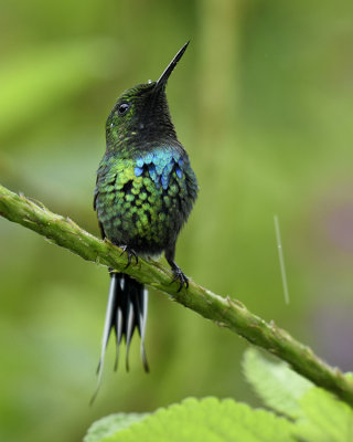 GREEN THORNTAIL ♂