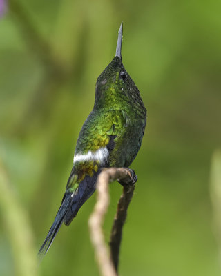 GREEN THORNTAIL ♂