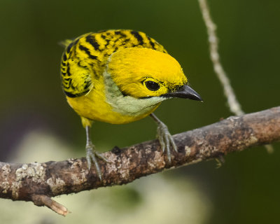 SILVER-THROATED TANAGER