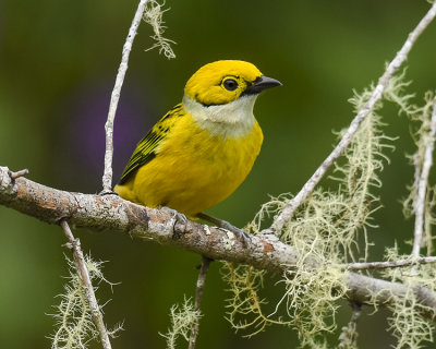 SILVER-THROATED TANAGER