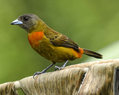 CHERRIE'S TANAGER ♀