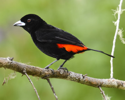CHERRIE'S TANAGER ♂