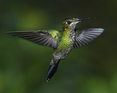 GREEN-CROWNED BRILLIANT ♀