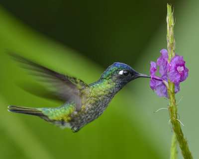 VIOLET-HEADED HUMMINGBIRD