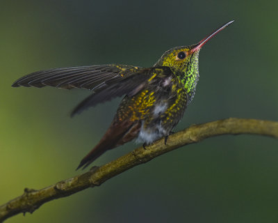 RUFOUS-TAILED HUMMINGBIRD