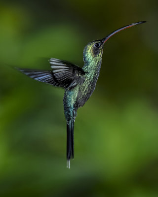 GREEN HERMIT ♂