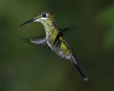 GREEN-CROWNED BRILLIANT ♀