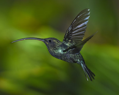 GREEN HERMIT