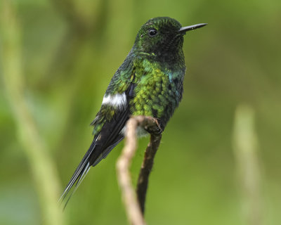 GREEN THORNTAIL ♂