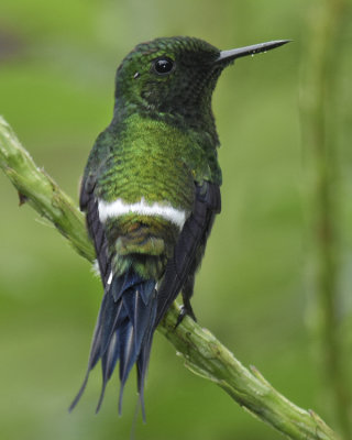 GREEN THORNTAIL ♂
