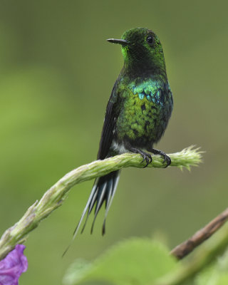 GREEN THORNTAIL ♂