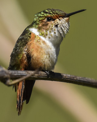 VOLCANO HUMMINGBIRD ♀