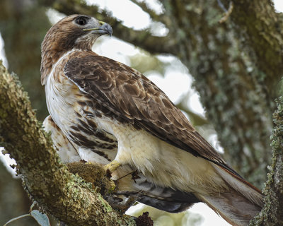 RED-TAILED HAWK WITH SQUIRREL