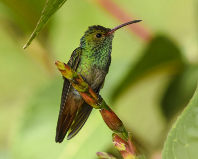 RUFOUS-TAILED HUMMINGBIRD