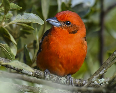 FLAME-COLORED TANAGER