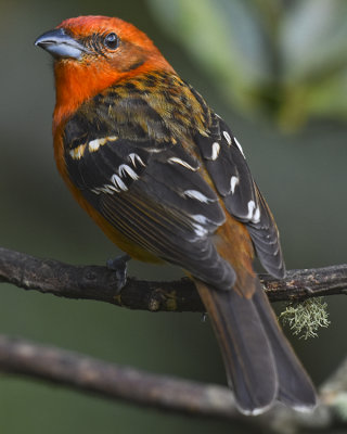 FLAME-COLORED TANAGER