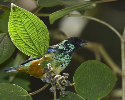 SPANGLE-CHEEKED TANAGER