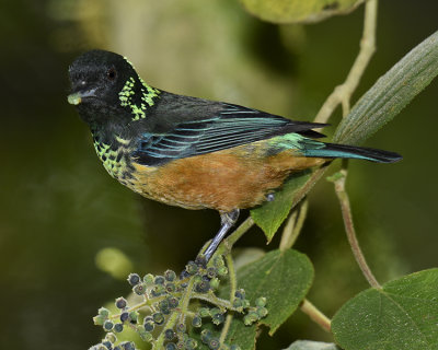 SPANGLE-CHEEKED TANAGER