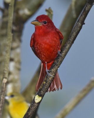 SUMMER TANAGER