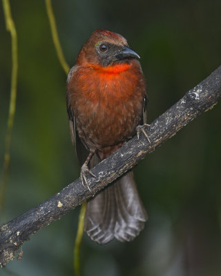 RED-THROATED ANT-TANAGER ♂
