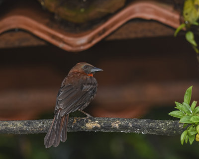 RED-THROATED ANT-TANAGER ♂