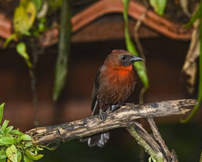 RED-THROATED ANT-TANAGER ♂