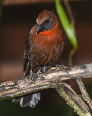 RED-THROATED ANT-TANAGER