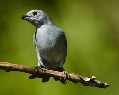 BLUE-GRAY TANAGER