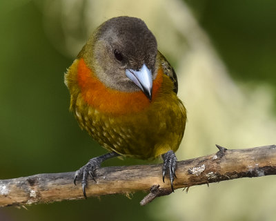 CHERRIE'S TANAGER ♀