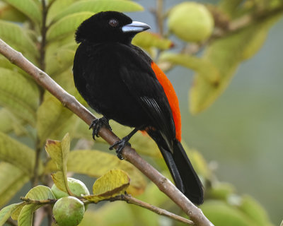 CHERRIE'S TANAGER ♂