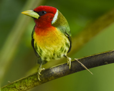 RED-HEADED BARBET ♂